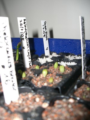 Astrophytum capricorne senile 07.08.2008 - 1.jpg