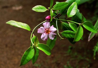 Blume, Sri Lanka 2 (Medium).jpg