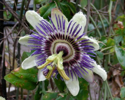 P. caerulea  w.jpg