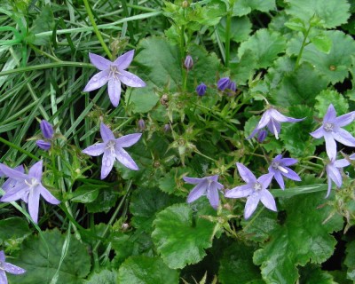 Campanula - kein Ende w.jpg