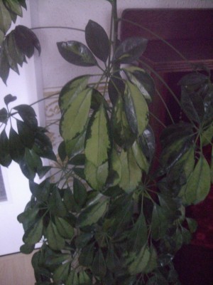 Schefflera02.jpg