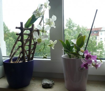 OrchideeWeiß7.JPG