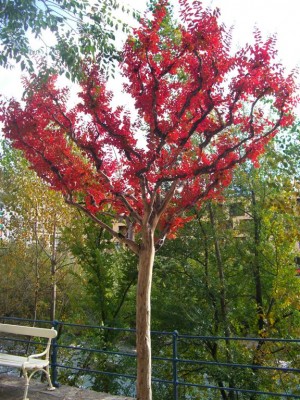 Lagerstroemia Hab..jpg