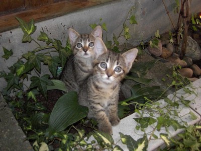 Lischen und Bommelchen August 2006.JPG