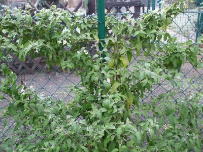 solanum jasminoides ausgepflanzt.jpg