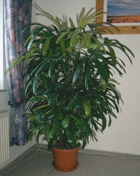 Rhapis Excelsa (klein).jpg