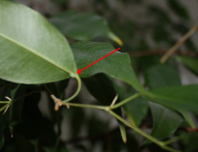 Ficus Benjamini.jpg