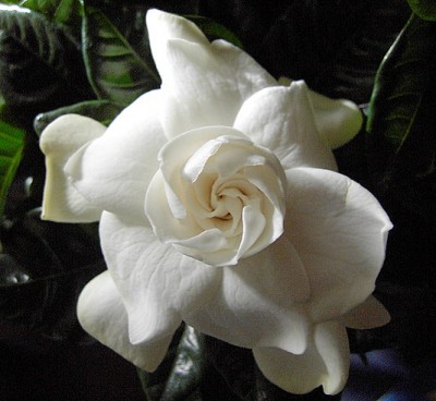 Gardenia jasminoides2.JPG