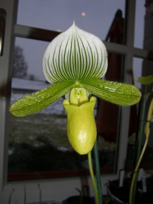 Paphiopedilum Maudiae 02.01.09 .jpg