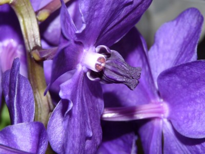 Orchis und Clivien 046.jpg