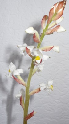 Kleine Orchidee3.jpg