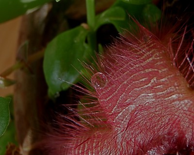 stapelia tropfen1.JPG