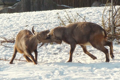 wintersport.jpg