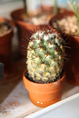 unbekannter Kaktus1.jpg