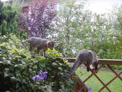 Lieschen und Bommelchen Sept.2006.JPG