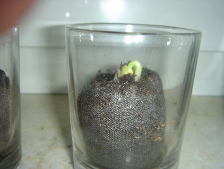 seed growing.jpg