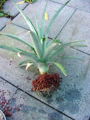 Ananas mit Wurzeln.jpg