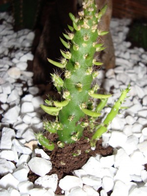 Kaktus2.jpg