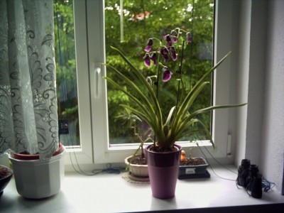orchidee 006.jpg