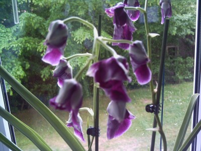 orchidee 005.jpg