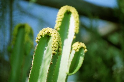 Euphorbia, Algarve (Medium).jpg