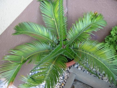 palmfarn.jpg