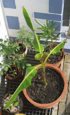 Banane von oben.gif