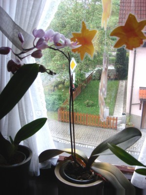 Orchidee Blüte.jpg