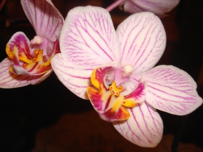 Orchidee Blüte1.jpg