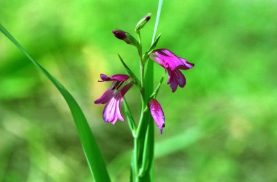 Blume, Algarve 2.jpg