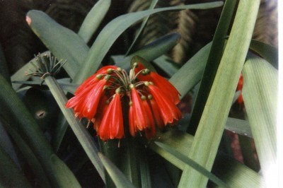 Clivia X cyrtanthiflora_Puerto d.JPG