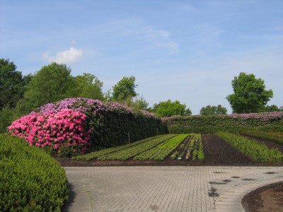 Rhodo Hecke 040.jpg