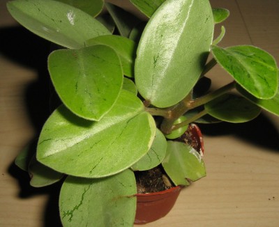 peperomia.jpg