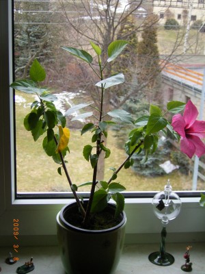 hibiskus 002.jpg