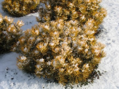 Wintergold im Schnee 005.jpg