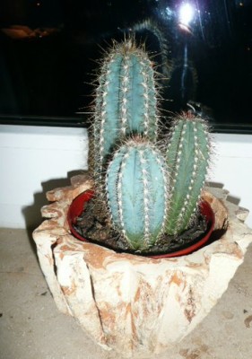 Pilosocereus_azureus.JPG