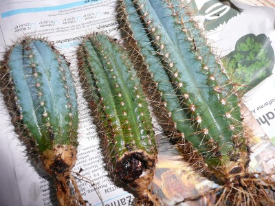 Pilosocereus.JPG