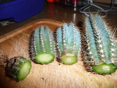 Pilosocereus4.JPG