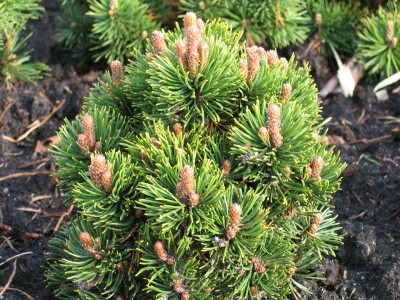 Pinus mugo Picobello 015.jpg