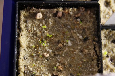 Lithops Mix - 17.03.2009.jpg