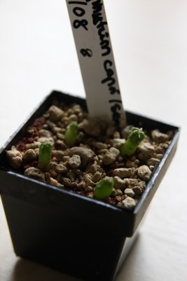 Astrophytum capricorne senile 17.03.2009 - 4.jpg