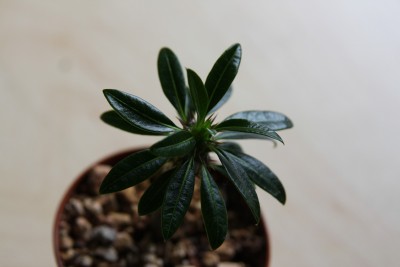 Pachypodium lamerei - grösstes - 17.03.2009 - 2.jpg