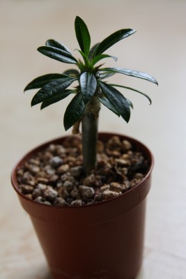 Pachypodium lamerei - grösstes - 17.03.2009 - 1.jpg