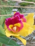 Orchidee 3.jpg