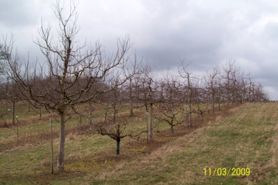 Obstbäume 015.jpg