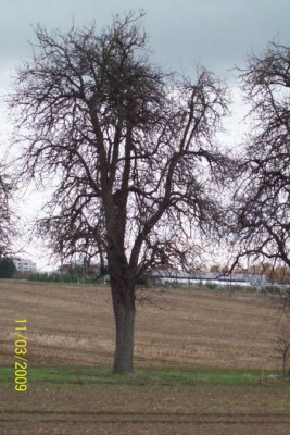 Obstbäume 006.jpg