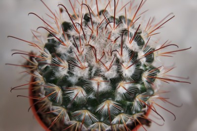 Unbekannte Mammillaria 1 - 1.jpg
