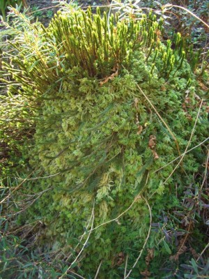 Sphagnum 1.jpg