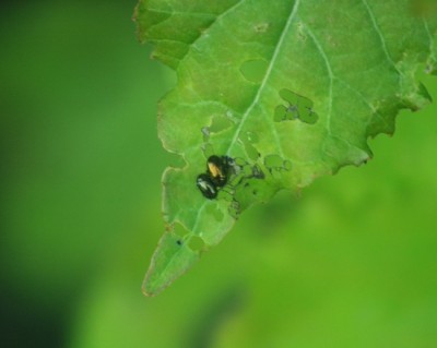 Ampfer-Blatt-Kaefer.jpg