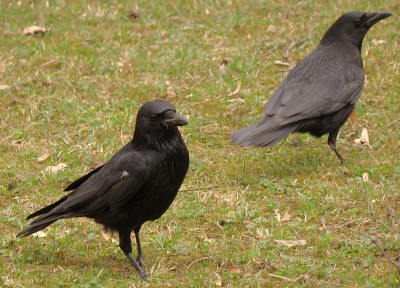 02.04.2009.crows 118.jpg